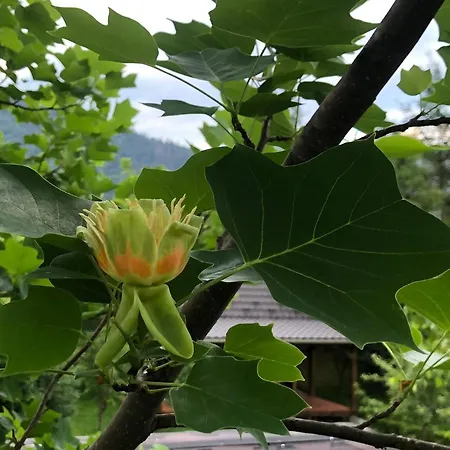 галіція Beloberezka